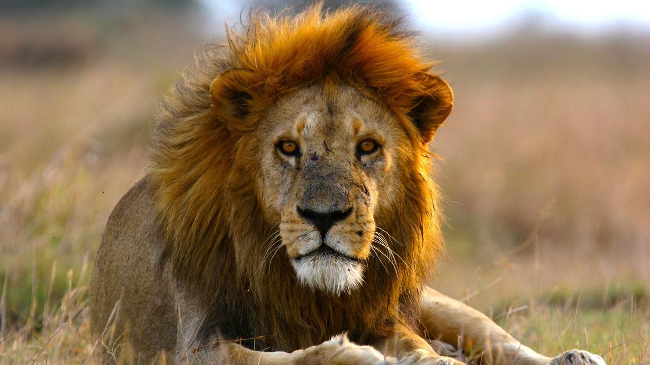 African Lion, king of the jungle!