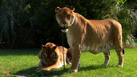 Side by side, the liger dwarfs the tiger. photo by Nat Geo Wild