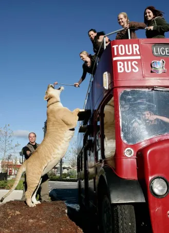 Hercules the liger, pictured above, compared to a London double-decker bus. photo by Mirror